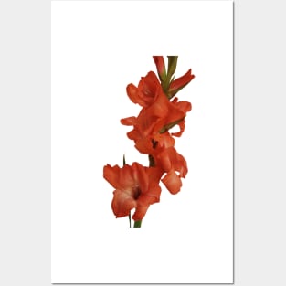 Red Gladioli Posters and Art